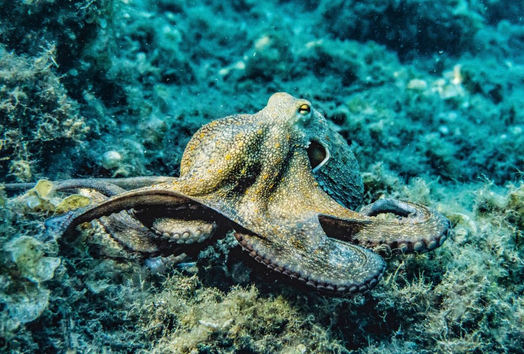 hobotnica