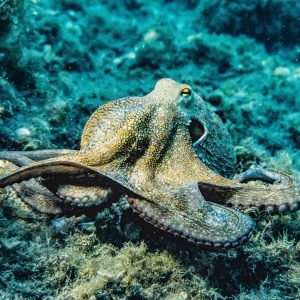 hobotnica