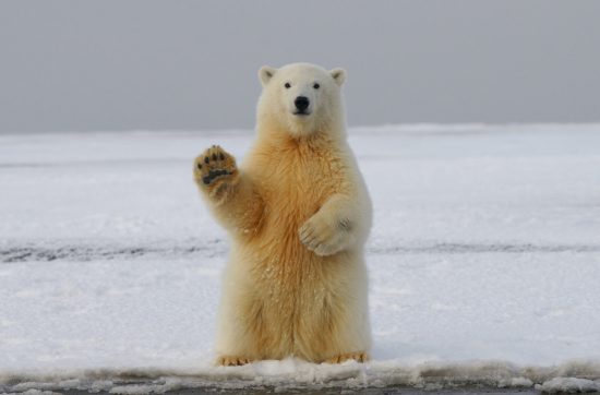Polarni medvedi i arktički led