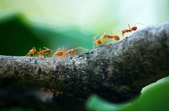 Ti čudesni mravi