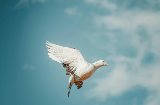 Darovi Svetog Duha i proročki dar